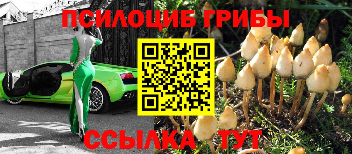 Галлюциногенные грибы Psilocybine cubensis Гуково